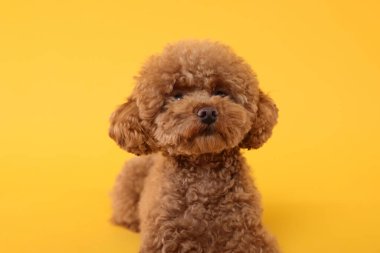 Turuncu arka planda sevimli bir Maltipoo köpeği. Sevimli hayvan