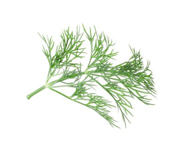 Taze dereotunun karışımı beyazda izole edilmiş.