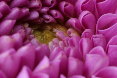 Pembe taç yapraklı güzel Dahlia çiçeği, makro