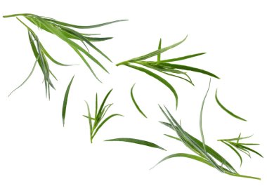 Taze yeşil tarhun beyaz arkaplana düşüyor