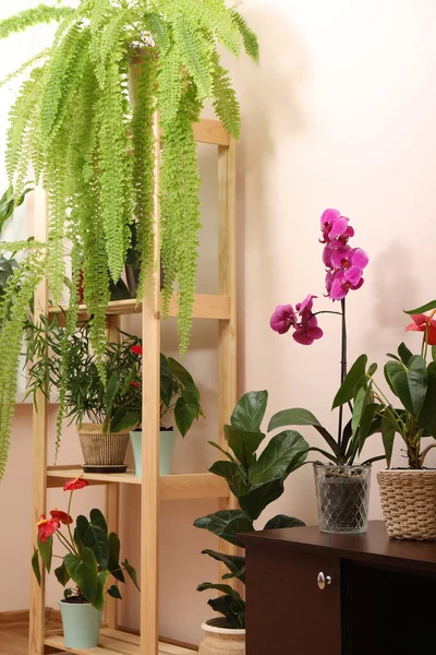 屋内のポットの美しい観葉植物 家の装飾 — ストック写真