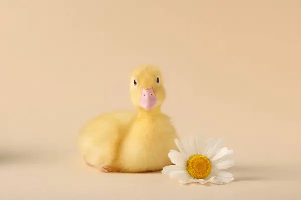 Baby animal. Cute fluffy duckling near flower on beige background