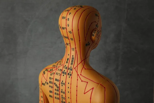 Acupuncture model. Mannequin with dots and lines on dark grey background
