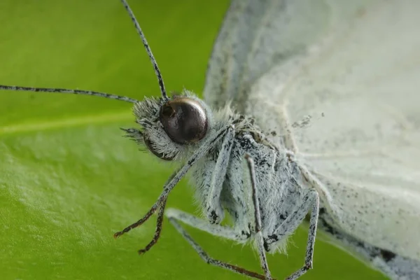 Jeden Krásný Motýl Zeleném Listu Makro Pohled — Stock fotografie