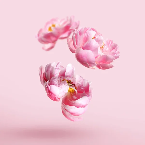 Beautiful peony flowers falling on pink background