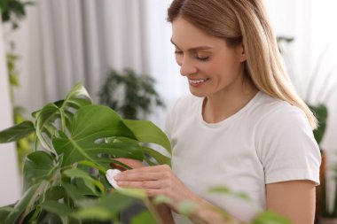 Evinde pamuklu bezle yaprakları silen bir kadın.