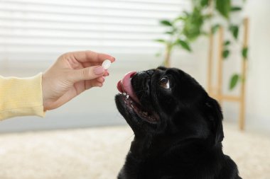 Odadaki sevimli Pug Dog 'a hap veren kadın, yakın plan.