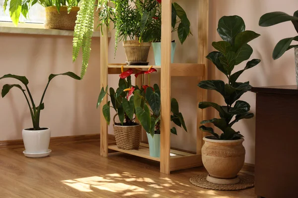 屋内のポットの美しい観葉植物 家の装飾 — ストック写真