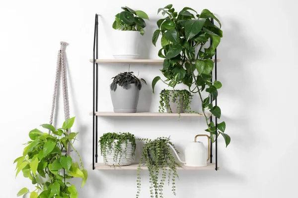 Grüne Zimmerpflanzen Töpfen Und Gießkanne Regal Neben Weißer Wand — Stockfoto