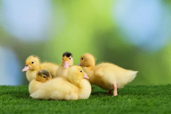 Cute Fluffy Ducklings Green Grass Blurred Background — Stock Photo, Image
