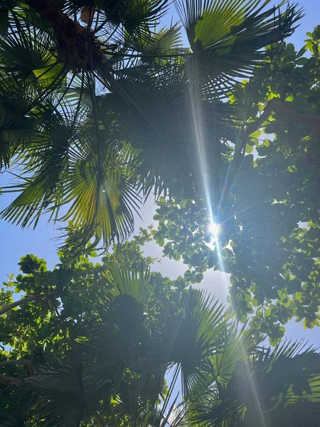 Hermosos Árboles Tropicales Con Hojas Verdes Contra Cielo Azul Vista — Foto de Stock
