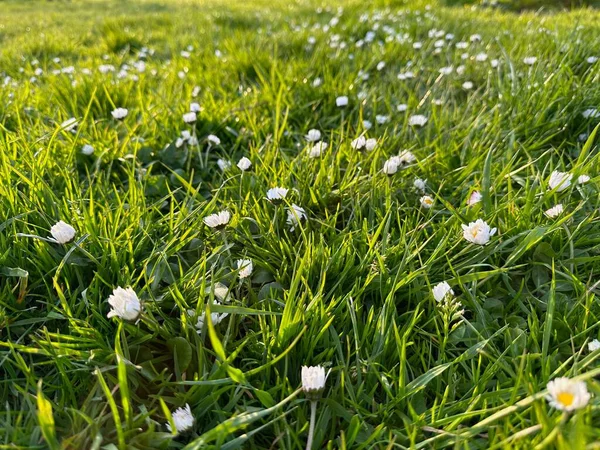 Schöne Weiße Gänseblümchenblümchen Und Grünes Gras Das Draußen Wächst — Stockfoto