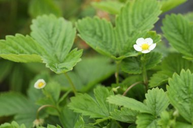 Açık havada yetişen yabani çilek çalıları. Mevsimlik meyveler