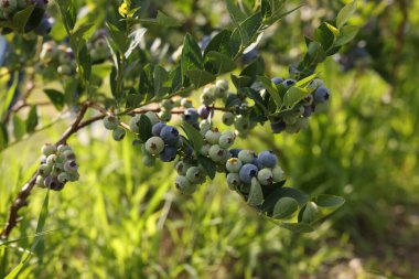 Bush of wild blueberry with berries growing outdoors