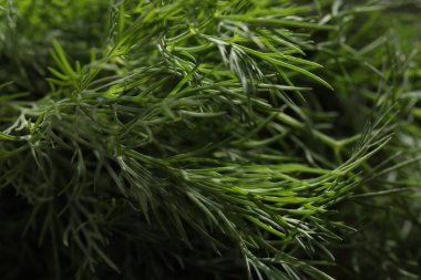 Arkaplan olarak taze yeşil dereotu, yakın plan görünümü