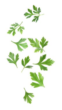 Beyaz arkaplana düşen yeşil maydanoz yaprakları