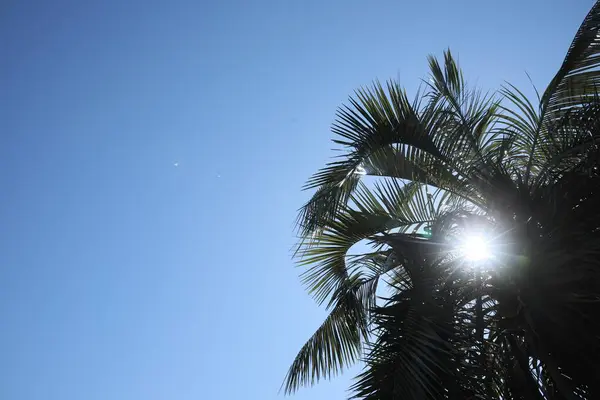 Vacker Palm Mot Blå Himmel Låg Vinkel Plats För Text — Stockfoto