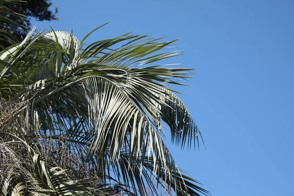 Beautiful palm tree with green leaves against blue sky, space for text