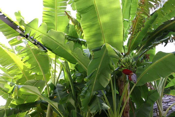 Тропічна Рослина Зеленим Листям Дозріванням Бананів Відкритому Повітрі — стокове фото