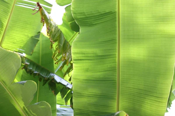 Красива Зелена Пальма Залишає Відкритому Повітрі Крупним Планом — стокове фото