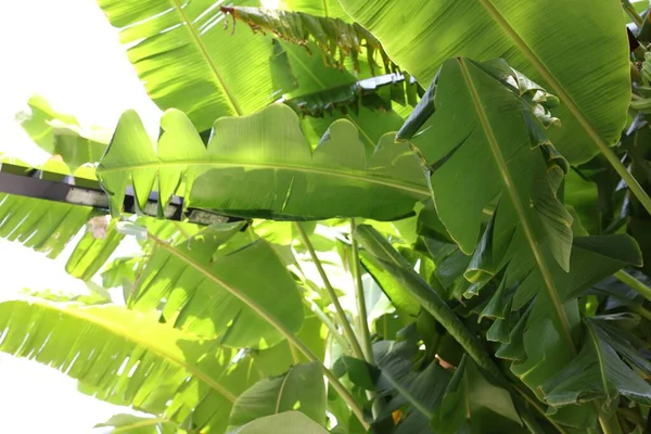 Красива Тропічна Пальма Зеленим Листям Відкритому Повітрі — стокове фото