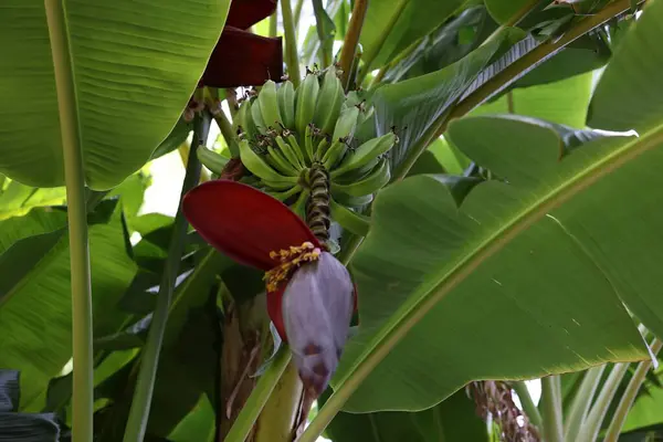 Тропічна Рослина Зеленим Листям Дозріванням Бананів Відкритому Повітрі — стокове фото
