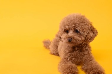 Turuncu arka planda sevimli Maltipoo köpeği, mesaj için yer var. Sevimli hayvan