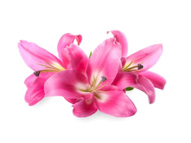 Güzel pembe zambak çiçekleri beyaz üzerine izole edilmiş