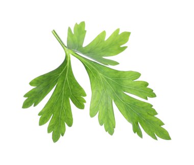 Taze yeşil maydanoz yaprağı beyaza izole edilmiş