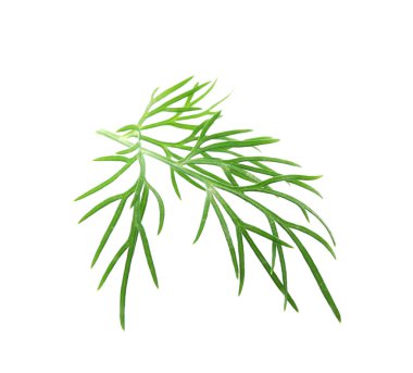 Taze dereotunun karışımı beyazda izole edilmiş.