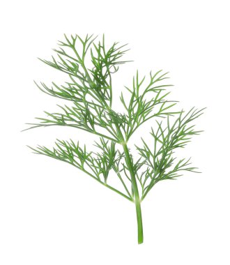 Taze dereotunun karışımı beyazda izole edilmiş.