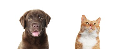 Beyaz arka planda kırmızı kedi ve çikolatalı Labrador Retriever. Sevimli hayvanlar.