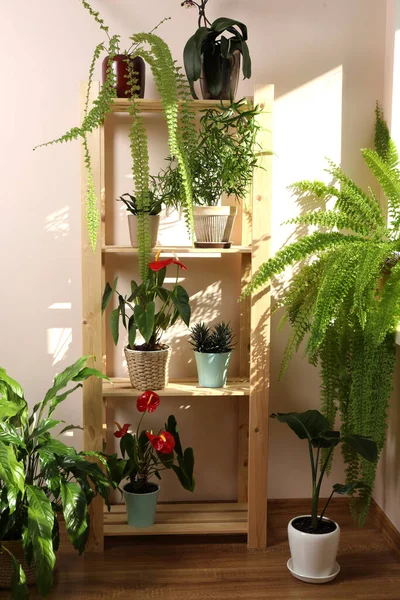 Prachtige Kamerplanten Potten Binnen Huisinrichting — Stockfoto