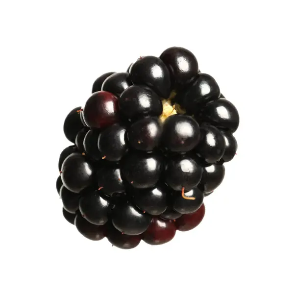 One Tasty Ripe Blackberry Isolated White — 스톡 사진