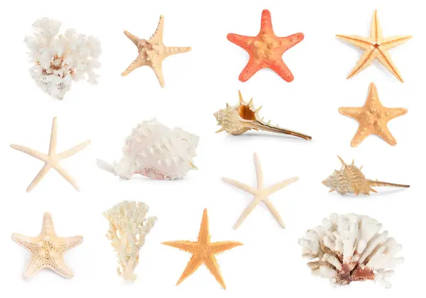 Set Estrellas Mar Conchas Corales Aislados Blanco — Foto de Stock