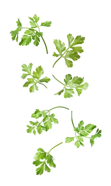 Grüne Petersilienblätter Fallen Auf Weißem Hintergrund — Stockfoto