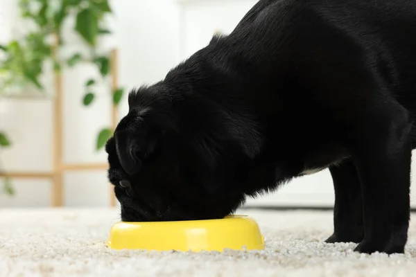 Cute Pug dog eating from plastic bowl in room