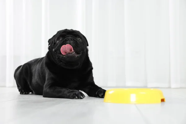 Cute Pug dog eating from plastic bowl in room, space for text