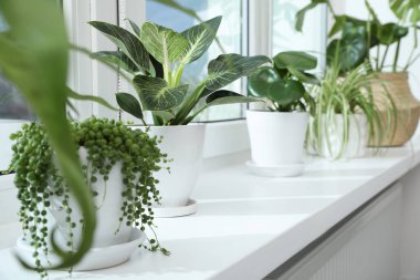 Pencere kenarında büyüyen bir sürü güzel saksı bitkisi var.
