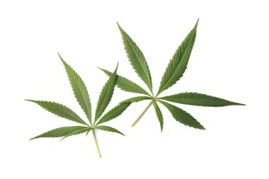 Taze yeşil kenevir yaprakları beyaz, üst görünümde izole