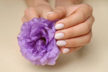 Beyaz ojeli kadın elinde menekşe çiçeği, bej arka planda, yakın plan.