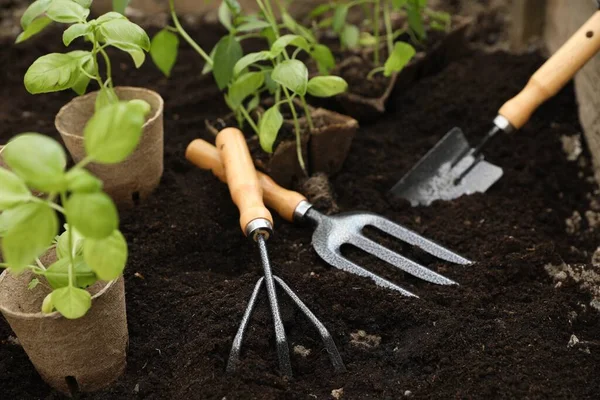 Seedlings Containers Gardening Tools Ground Outdoors — Stock Photo, Image