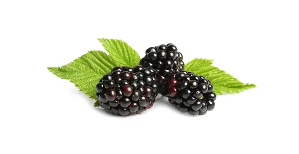 口感成熟的黑莓和绿叶在白色上隔离 — 图库照片
