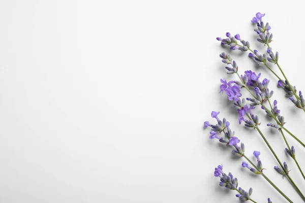 Hermosas Flores Aromáticas Lavanda Sobre Fondo Blanco Planas Espacio Para —  Fotos de Stock