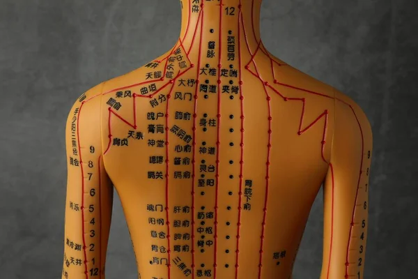 Acupunctuur Model Etalagepop Met Stippen Lijnen Donkergrijze Achtergrond Achteraanzicht — Stockfoto