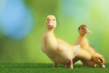 Yapay çimlerde sevimli tüylü ördek yavruları bulanık arka planda, yakın plan. Yavru hayvanlar