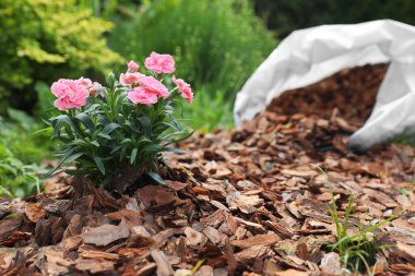 Beautiful flowers mulched with bark chips in garden. Space for text clipart