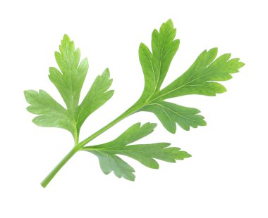 Taze yeşil maydanoz yaprağı beyaza izole edilmiş