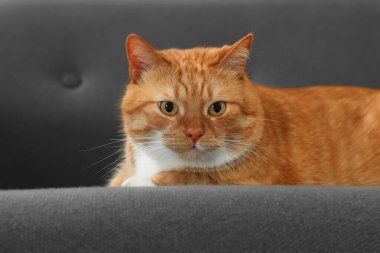 Evdeki kanepede yatan sevimli kızıl kedi.