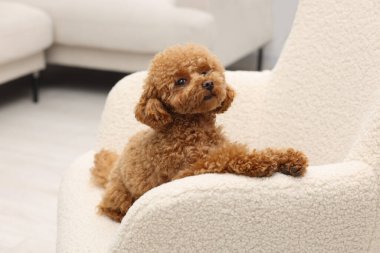 Evdeki koltukta dinlenen sevimli Maltipoo köpeği. Sevimli hayvan